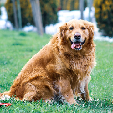 介助犬育成募金イメージ